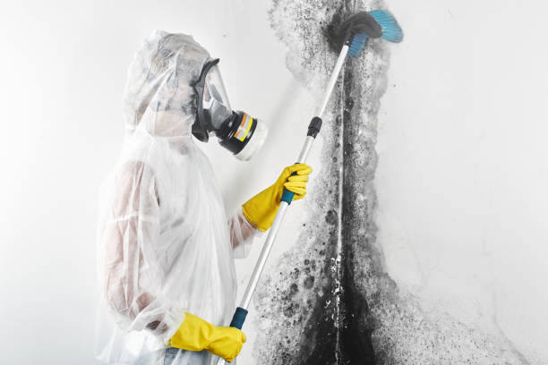 Reliable Terryville, CT Mold Removal Solutions